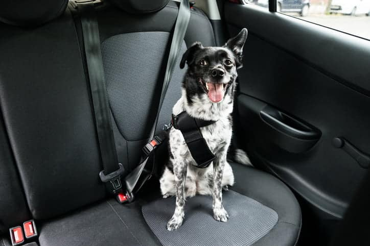 Kā noņemt dzīvnieku spalvas no auto sēdekļiem