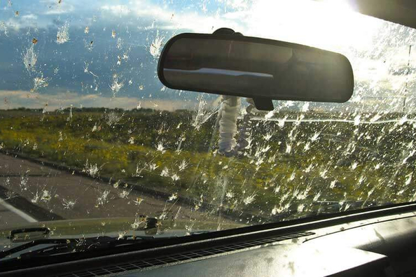 Kā notīrīt kukaiņus no automašīnas stikla?